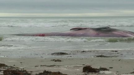 L'incendie fixé dans les Alpes-Maritimes, un rorqual retrouvé mort sur une plage… 24 heures d’actualité dans l’Hexagone