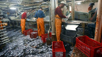 Des "marins-surimistes" du chalutier-industriel fran&ccedil;ais "Joseph Roty II" travaillent, en janvier 2004, en mer d'Ecosse. (MARCEL MOCHET / AFP)