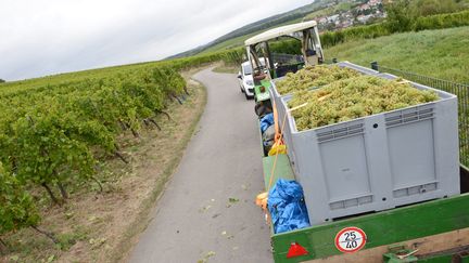 Vendanges au Luxembourg, le 3 octobre 2016 (JEAN-LUC FLEMAL / MAXPPP)