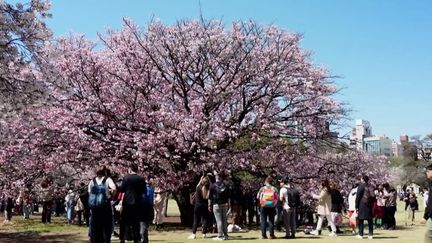 C'est un spectacle qui attire chaque année de nombreux touristes.  Ce spectacle est celui des fleurs de cerisier au Japon.  Pendant quelques jours, tout le pays se pare de rose.