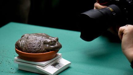 Une grenouille taureau africaine &agrave; la pes&eacute;e lors de l'inventaire annuel du zoo de Dresde (Allemagne), le 9 janvier 2013. (MAXPPP)