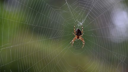 Une araignée et sa toile. Photo d'illustration. (CLAUDE PRIGENT / MAXPPP)