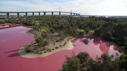 Le lac de Melbourne, en Australie, a viré au rose à cause&nbsp;de la météo, le 9 mars 2017. (HANDOUT / PARKS VICTORIA / AFP)