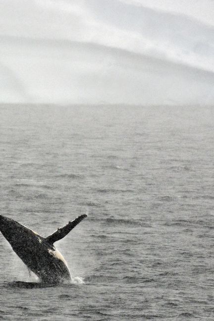 Une baleine à bosse fait surface, le 5 mars 2016, dans l'océan Austral. (EITAN ABRAMOVICH / AFP)