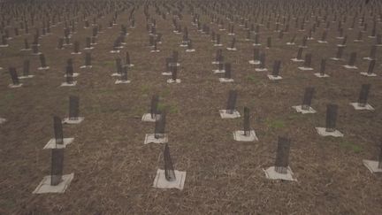 Un million d'arbres plantés pour former&nbsp;une nouvelle forêt dans l'ouest francilien. (CAPTURE D'ÉCRAN FRANCE 3)