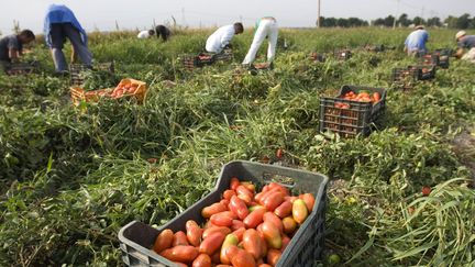 Dans un champ de tomates près de Foggia (sud de l'Italie) (REUTERS/Tony Gentile)