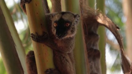 Mayotte : les lémuriens en danger