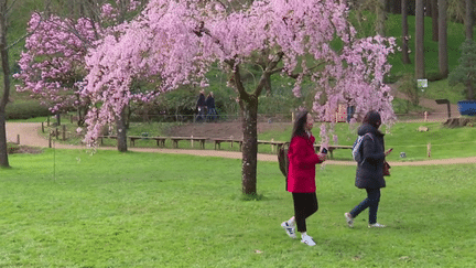 Printemps : le temps des cerisiers en fleurs au parc de Maulévrier (France 3)