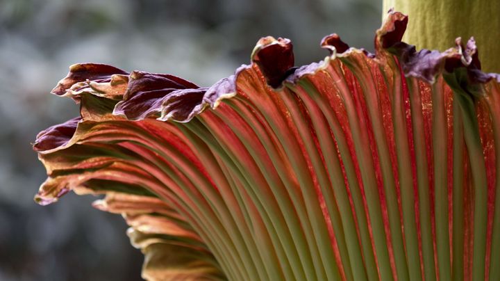 La "fleur-cadavre" photographi&eacute;e de pr&egrave;s, au Jardin botanique de Washington, le 22 juillet 2013. (JACQUELYN MARTIN / AP / SIPA)