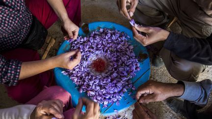 Des travailleuses agricoles s'emploient dès l'aube à ramasser à la main les petites fleurs qu'elles posent minutieusement dans des paniers.&nbsp;Séchés et triés, les stigmates du pistil du crocus donnent un safran qui serait l'un des meilleurs au monde. (FADEL SENNA / AFP)