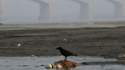 Un corbeau se tient sur un cadavre flottant dans le Gange &agrave; Patna (Inde), le 22 janvier 2012. (ADNAN ABIDI / REUTERS)