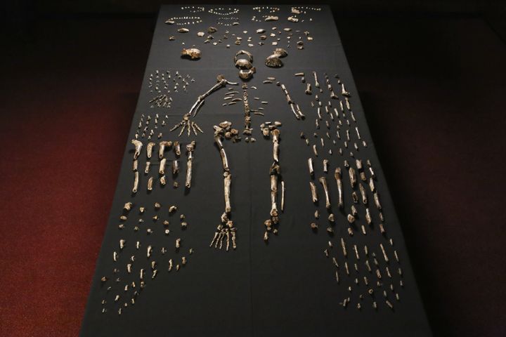 Le squelette pr&eacute;sent&eacute; comme &eacute;tant celui d'un "Homo naledi", le 13 septembre 2014, &agrave; l'universit&eacute; du Witwatersrand, &agrave; Johannesburg (Afrique du Sud). (JOHN HAWKS / WITS UNIVERSITY / AFP)