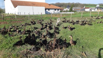 Les canards de la race kriaxera sont résistants au H5N8 selon les éleveurs. (BIXENTE VRIGNON / RADIOFRANCE)