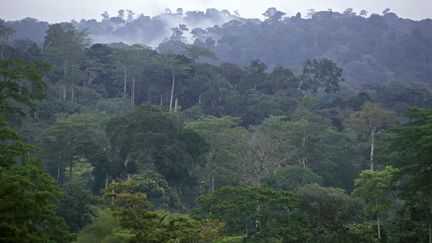 Forêt tropicale à Mayombe au Congo (MICHEL GUNTHER / BIOSPHOTO / AFP)