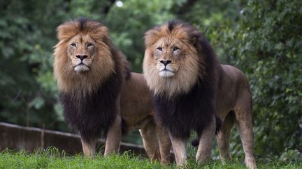 Deux lions observent les visiteurs depuis leur enclos lors de la réouverture du parc zoologique national de Washington, aux Etats-Unis, le 24 juillet 2020, après sa fermeture en mars en raison de la pandémie de Covid-19. (ANDREW CABALLERO-REYNOLDS / AFP)