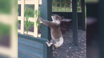 Le koala, retrouvé mort, vissé sur un poteau, en Australie, le 10 janvier 2018. (KOALA RESCUE QUEENSLAND / FACEBOOK)