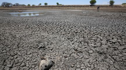 &nbsp; (Sécheresse à Ladysmith en Afrique du Sud, le 11 novembre 2015 © GettyImages)