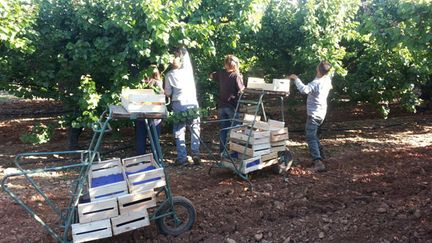 &nbsp; (Mathilde Lemaire a rejoint l'équipe de cueillette des fruits chez Christophe Perez, arboriculteur au Somail dans l'Aude © Radio France)