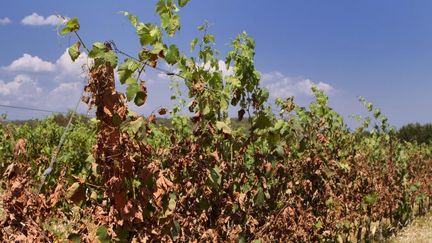 Des vignes victimes de la canicule en région Occitanie, le 4 juillet 2019. (GUILLAUME BONNEFONT / MAXPPP)