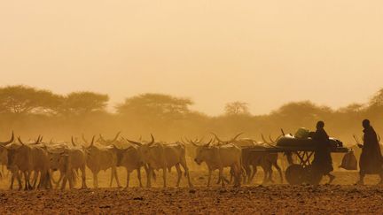 Troupeau de zébus dans la région de Ferlo, dans le Sahel (Sénégal) (SPANI Arnaud/ Hemis)