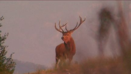 Animaux : la saison du brame du cerf a débuté (FRANCE 2)