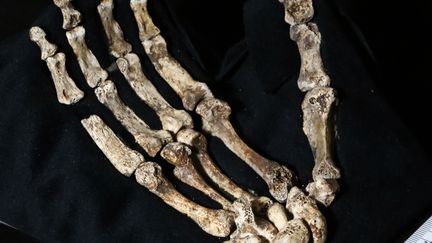 La main de "Homo Naledi", prise &agrave; l'Universit&eacute; de&nbsp;Witwatersrand, &agrave;Johannesburg, en Afrique du Sud, le 13 septembre 2014. (JOHN HAWKS / WITS UNIVERSITY / AFP)