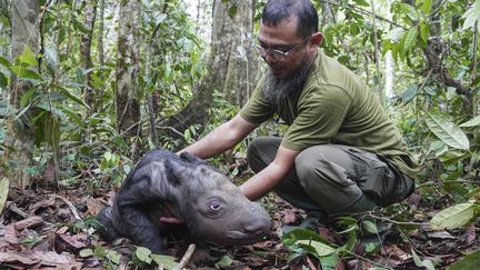 Un rhinocéros de Sumatra âgé de deux jours, le 26 novembre 2023 dans le parc national de Way Kambas (Indonésie). (MINISTERE DE L'ENVIRONNEMENT INDONESIEN / AFP)