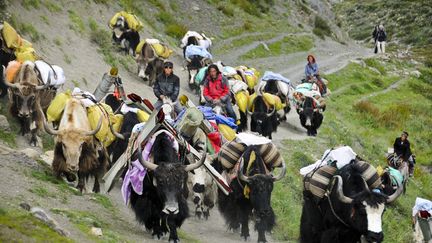 Des yacks sur un chemin dans l'Himalaya (Népal), le 12 décembre 2016. (DUCOIN-ANA / ONLY WORLD)