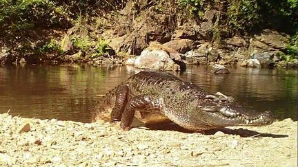 Un crocodile du Siam, sur une photo publiée par le Keng Krachan National Park (Thaïlande), le 23 janvier 2021. (HANDOUT / KAENG KRACHAN NATIONAL PARK / AFP)