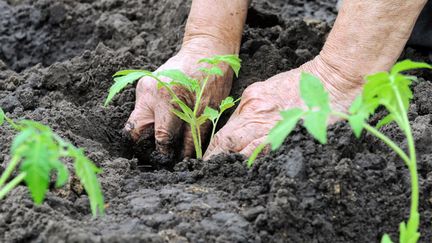 &nbsp; (Attendez alors la fin des saints de glace pour planter vos tomates © beerfan / fotolia)