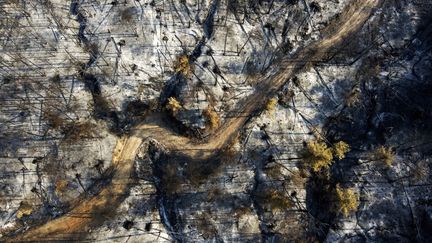 Une forêt brûlée sur l'île d'Eubée&nbsp;en Grèce, le 10 août 2021.&nbsp; (MICHAEL VARAKLAS / AP)