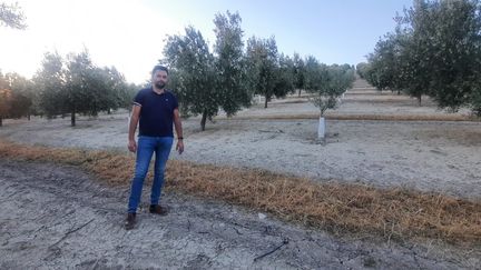 Francisco Elvira est à la tête d’une oliveraie de 34 hectares, dont une grande partie dépend de la pluie, à Jaén, dans le sud de l'Espagne. (OMAR OUAHMANE / RADIOFRANCE)