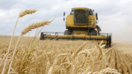 Une moissonneuse-batteuse récolte du blé près de Krasne, à 120 km au nord de Kiev, le 5 juillet 2019. Avec plus de 25 millions de tonnes produites en moyenne, le blé est devenu un produit d'exportation majeur pour l'Ukraine. (ANATOLII STEPANOV / FAO)