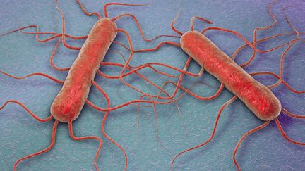 La listeria monocytogenes (agent responsable de la listériose) peut être dangereuse particulièrement pour les femmes enceintes, les personnes en chimiothérapie et les personnes âgées. (KATERYNA KON / SCIENCE PHOTO LIBRA / GETTY IMAGE)