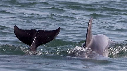 Des dauphins au large d'Istanbul (Turquie), le 21 juin 2023. (BERK OZKAN / ANADOLU AGENCY / AFP)