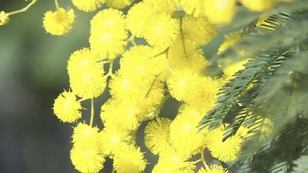 Var : le mimosa commence à éclore dans le Massif du Tanneron