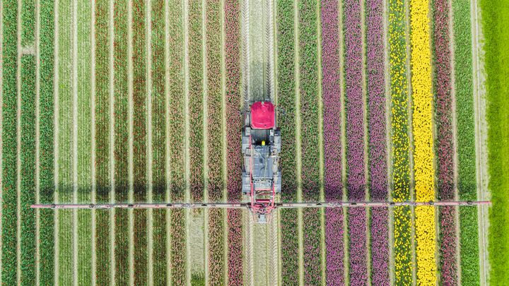 Il n’existe pas pour les fleurs de réglementation européenne permettant de fixer des limites maximales de résidus de pesticides. Image d'illustration. (SJO / E+ / GETTY IMAGES)