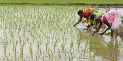 En dix ans, les productions de riz ont chuté de 2,1 millions de tonnes ; l'équivalent de la moitié des exportations de cette céréale par le pays. (AFP PHOTO / NOAH SEELAM)