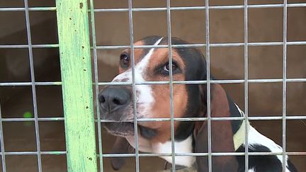 Les animaux domestiques se trouvent être des victimes collatérales de la crise sanitaire. En effet, les SPA se retrouvent débordées par les abandons d'animaux.&nbsp; (CAPTURE ECRAN FRANCE 3)