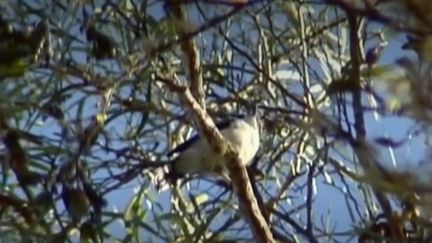 La Réunion essaie de protéger son oiseau, le Tuit-tuit