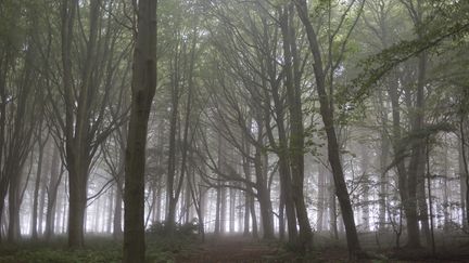 Une fôret vers la ville d'Eshott (Royaume-Uni).&nbsp; (RICHARD BAKER / IN PICTURES)