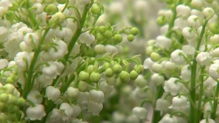 Les clochettes du muguet ont un peu d'avance par endroit cette année. La récolte a débuté en prévision des ventes du 1er mai. (France 2)