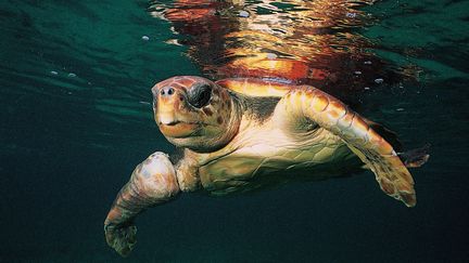 Une tortue caouanne, e 9 juillet 2006 en Corse-du-Sud. (ANTONI GEORGES / HEMIS.FR / AFP)