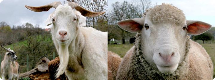 Veau, vache, cochon ...
 (Nicolette Humbert / Editions La Joie de lire)