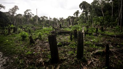 La forêt amazonienne en Colombie, le 31 mars 2023. (JUANCHO TORRES / ANADOLU AGENCY / AFP)