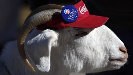 J-2 #TEAMOBAMA Cette ch&egrave;vre s'appelle Izak et son propri&eacute;taire votera Barack Obama. Tous deux sont venus &eacute;couter Bill Clinton &agrave; Dover (New Hampshire), le 4 novembre 2012. (JESSICA RINALDI / REUTERS)