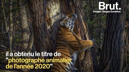 VIDEO. "Les observer dans la nature est pratiquement impossible" : l'histoire derrière la photo d'un tigre de Sibérie (BRUT)