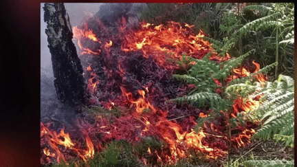 Incendies : une météo des forêts en prévention (France 3)