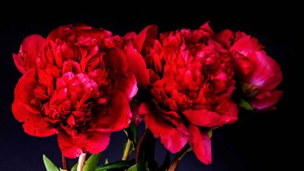 &nbsp; (Pivoines rouge sombre © Fotolia)