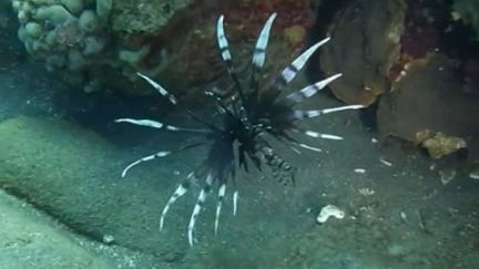 Le poisson lion envahit les fonds marins des Antilles